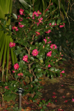 Camellia sasanqua RCP12-06 027.jpg